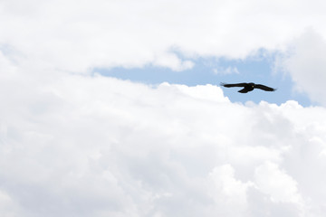 Wild Bird flying