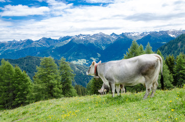 Fototapeta na wymiar Grey cow in mountain landscape