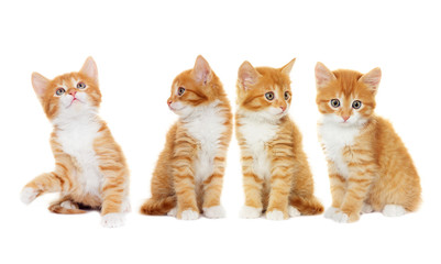 kitten looking