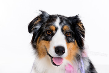 border collie in front of white background