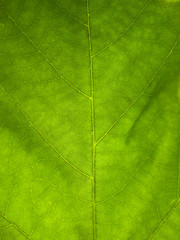 Fototapeta na wymiar green leaf - Stock Image