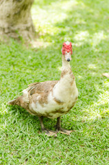 Close up of white duck on green grass