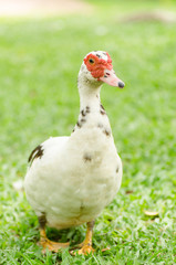 Close up of white duck on green grass