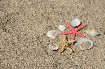 Seastars and shells