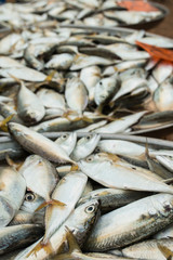 fresh fish at market on sale