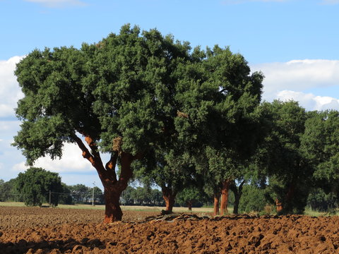 querce da sughero, sughereta 