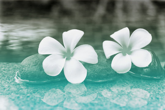 Fototapeta Plumeria Flowers and Stones at Edge of Pool