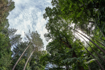 Fototapeta premium Pine forest of tall ship pines