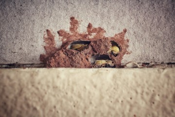 Tropical termite nest