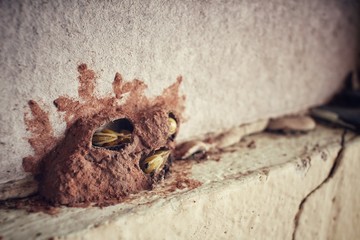 Tropical termite nest