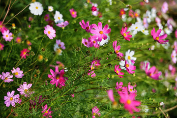 Fototapeta premium Cosmos