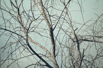 Tree branches