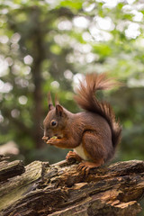 Squirrel Eating