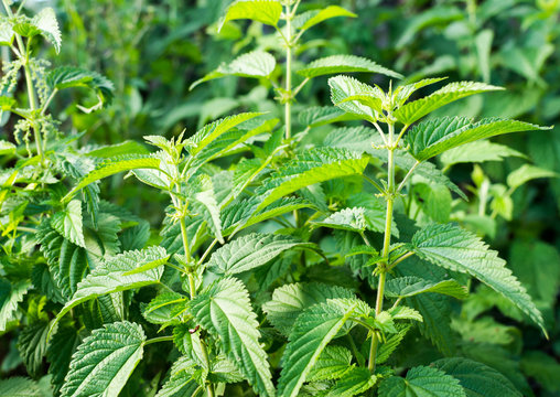 Common Stinging Nettle Weed with Background