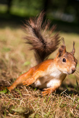Cute squirrel at a local public park