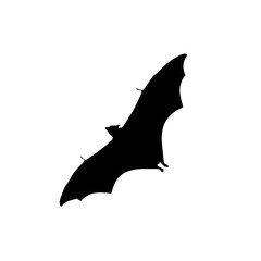 flying fox - huge bat isolated on white background