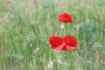 Obraz premium Red poppies