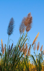 flower grass on mountain