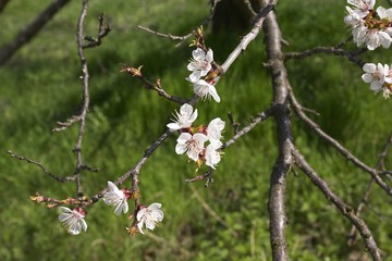 Marillenblüte in der Wachau