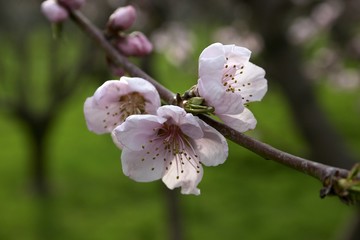 Marillenblüte in der Wachau