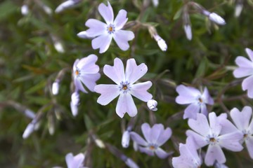 Obraz premium Gartenmomente