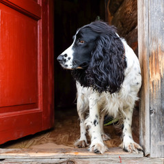 Spaniel dog in the door