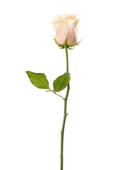 Naklejka na ściany i meble Pale pink rose isolated on white background.