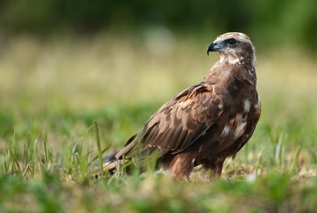 Marsh harrier