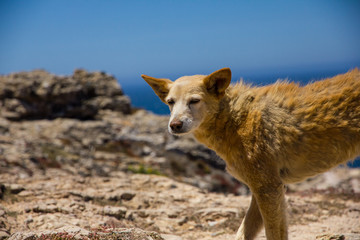 Hund am Meer