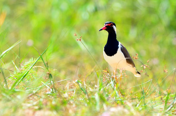 Bird (Red-wattled Lapwing) , Thailand