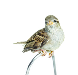 sparrow chick