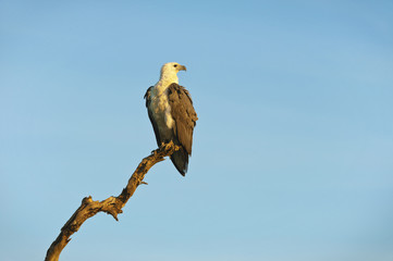 White Bellied Sea Eagle