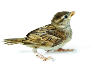 sparrow chick