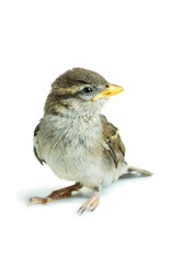 sparrow chick