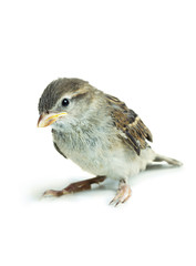 sparrow chick