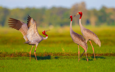 Three of Eastern Sarus Crane (Grus antigone) 