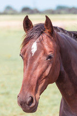 Fototapeta premium horse portrait