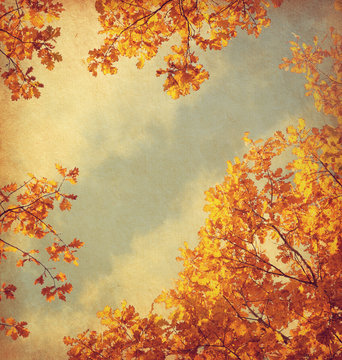 old paper. retro image of Autumn leaves on the sky background. Toned image