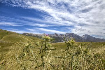 Panorama con fiordaliso in primo piano.  Altopiano con montagne sullo sfondo. Cielo blu con nuvole bianche