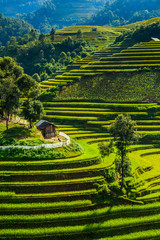 Rice terraces