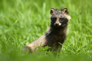 raccoon dog