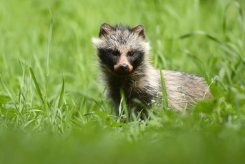 Obraz premium raccoon dog
