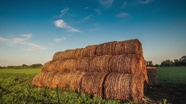 many rolls of hay hay in a field at sunset nature timelapse Ukraine