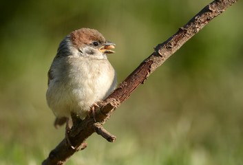 Tree sparrow (Passer montanus)