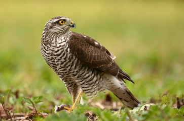 Sparrowhawk