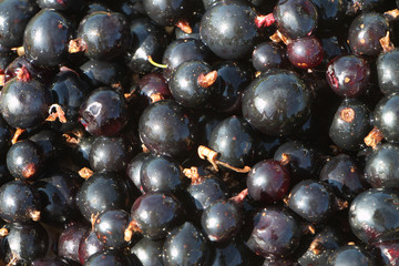 Background from ripe berries of blackcurrant
