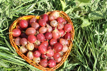 Wattled basket with a gooseberry standing on a grass in a garden
