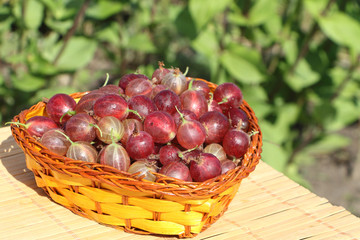 Wattled basket with a gooseberry standing on a table in a garden