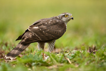 Obraz premium Sparrowhawk