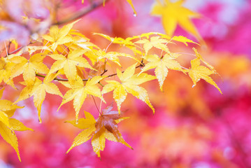 Naklejka na ściany i meble yellow maple leaf in autumn season